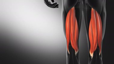 Hamstring Kaslarının Anatomisi