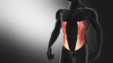 Dış Oblique Kaslarının Anatomisi
