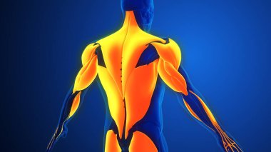 İnsan vücudu kas yapısını vurgular