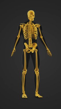 Vurgulanmış kemik anatomisi olan insan vücudu.