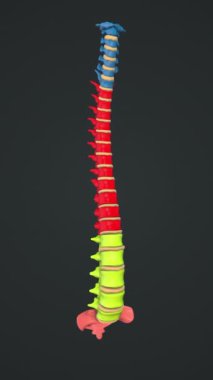 Her Omurga Vurgulanmış İnsan Omurgasının Anatomisi