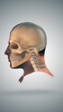 Yarım kafatası ve yüz anatomisi tıbbi konsepti