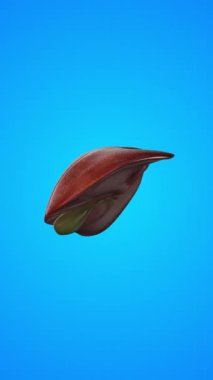 Karaciğerin insan iç organı