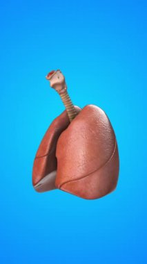 Ciğerlerin insan iç organı