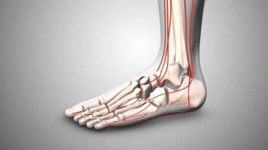 Ayaklarda diyabetik damar hasarı