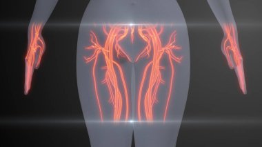 Geleceğin X-Ray İnsan Kalbi ve Dolaşım Denetimi