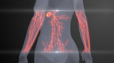Gelecekteki X-Ray İnsan Lenfatik Muayenesi