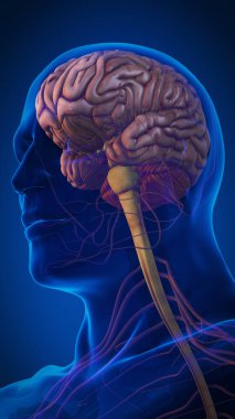 Sinir sisteminde hipofiz bezi