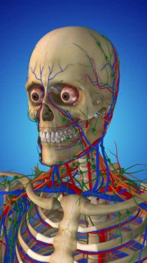 İnsan Anatomisi Vurgulanmış Sinir Sistemi Gösteriyor