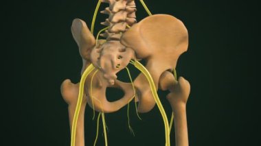 Kemik Yapısı ile Vurgulanmış Siyatik Sinir