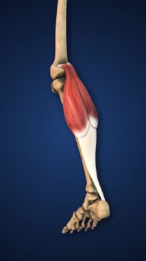 Alt Uzuvlu Vurgulanmış Gastrocnemius Kas