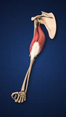 Üst Uzuvlu Vurgulanmış Tricep Kas