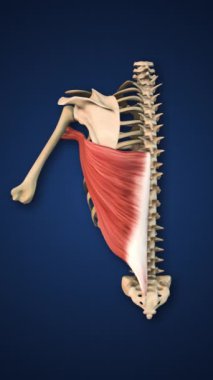 Latissimus Dorsi Kaburga ve Omurga ile Vurgulandı