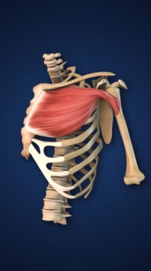Göğüs kası, kaburga ve omurga.