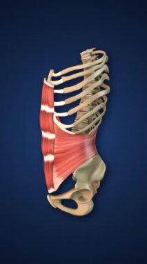 Alt Uzuv ile Abdominal Kas Vurgulandı