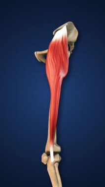 Alt Uzuvlu Tensör Fasciae Kas