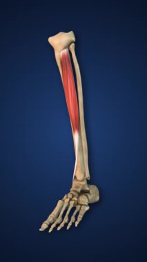 Alt Uzuvlu Tibialis Anterior Kas