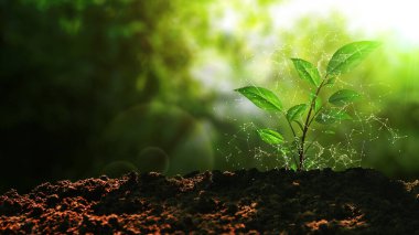 Sürdürülebilir Yeşil Enerji Fabrikası Toprakta