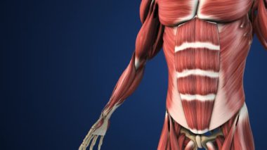 Abdominal Kas Anatomisinin Vurgulanmış Bölümleri