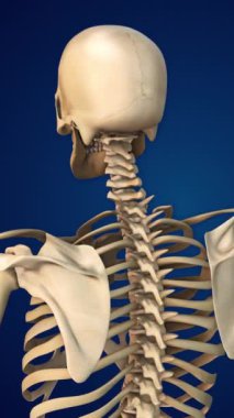 3 Boyutlu İnsan İskeleti ve Kemik Yapısı Atlası