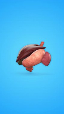 Karaciğer Mide Pankreas safra kesesi ve dalak anatomisi