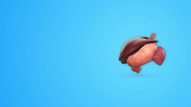 Kopyalama Alanı ile İnsan Sindirim Sistemi Organı
