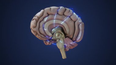 Yarı İnsan Beyni Sinaptik Sinyal Dalgaları Yayıyor