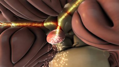 Parlayan Hipofiz Bezi Hormonu olan İnsan Beyni