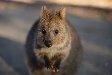 A standing quokka at sunset