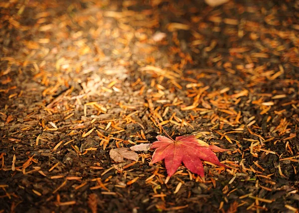 Focussing a fallen red leave on soil at sunset