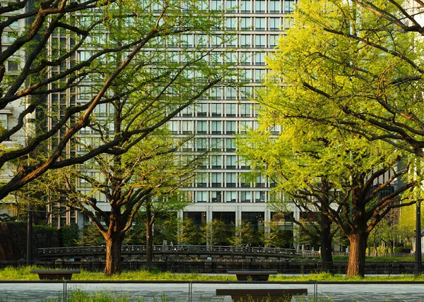 Sıcak bir günbatımının altında, arka planda şehir binası olan iki ağaçlı bir park.