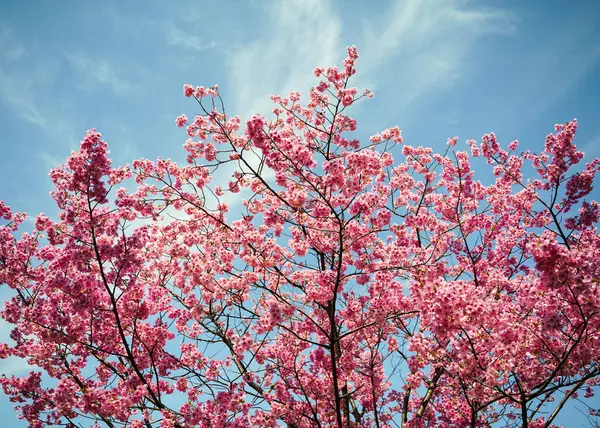 Mavi gökyüzünün altında bulutlu bir Japon kiraz ağacı.