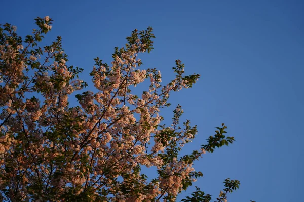 Une Branche Fleur Cerisier Avec Soleil Couchant Chaud Sous Ciel — Photo