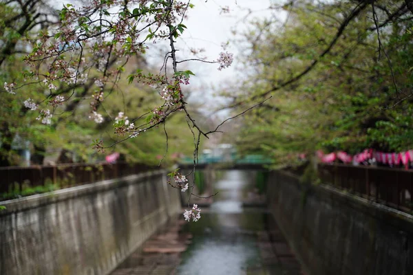 Japonya, Tokyo 'da bir nehir kanalında, bulutlu bir günde, kiraz çiçeğinin bir dalı.