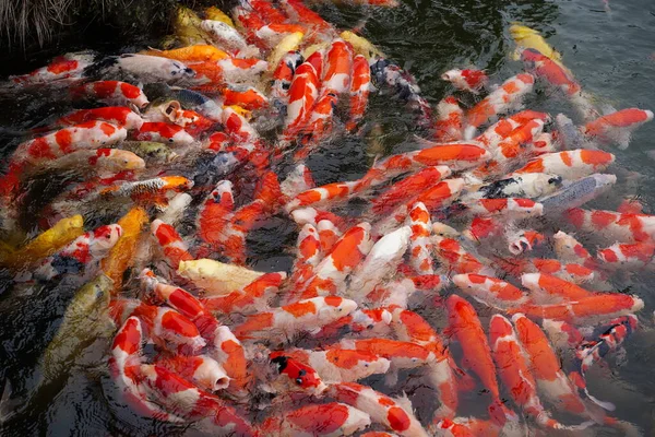 Birçok kai balığının yemek için yarıştığı bir Japon kai göleti.