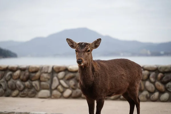 Hiroşima 'daki Itsuku-shima' da bulutlu bir günde arka planda koyu olan bir Japon geyiği.