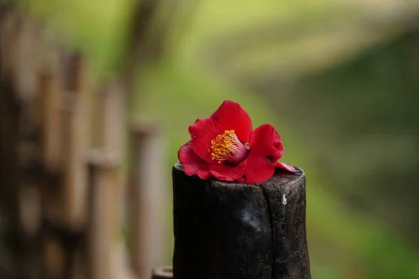 Japon parkının çitlerinde düşen kırmızı çiçeğe yakın çekim