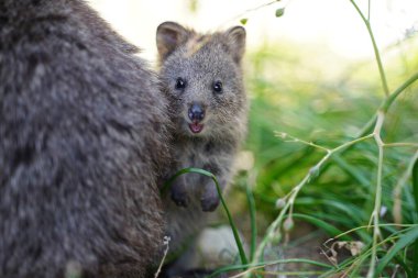 Close up of a cute smiling baby quokka hiding behind mother quokka in bushes clipart