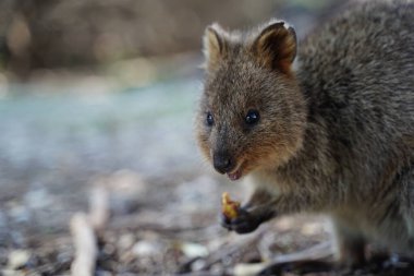 Tatlı Quokka 'nın fındık yemesine yakın.