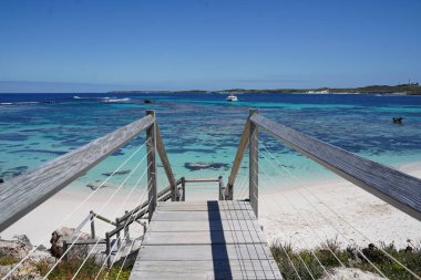 Şirin bir kuokkanın yakın plan çekimi.