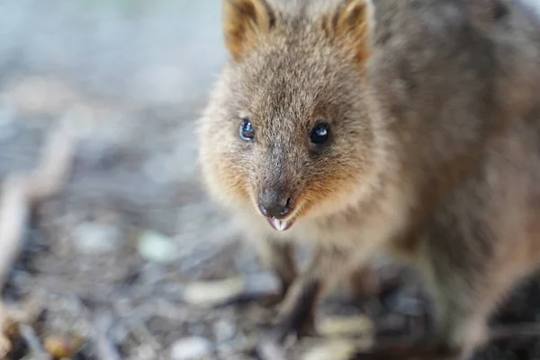 Şirin bir kuokkanın yakın plan çekimi.