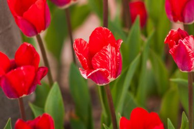 Bahçede büyüyen laleler