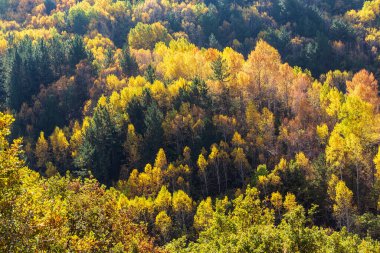 aerial view from above of the forest with trees. beautiful landscape.