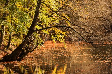 autumn forest. river, trees with reflections. beautiful landscape