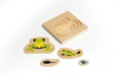 Wood, educational puzzle, frog life stages