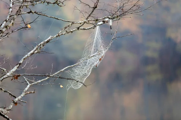 Nylon mesh with spider web look that causes environmental pollution in tree branches