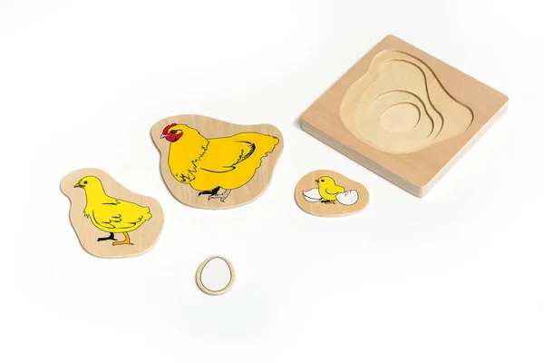 Preschool education set, chicken life stages