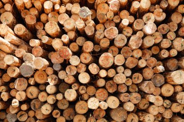 wood texture, background or abstract pattern