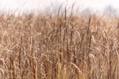 beautiful landscape with reed and grass. Selective focus