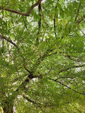 Green leafy tree on a sunny day 